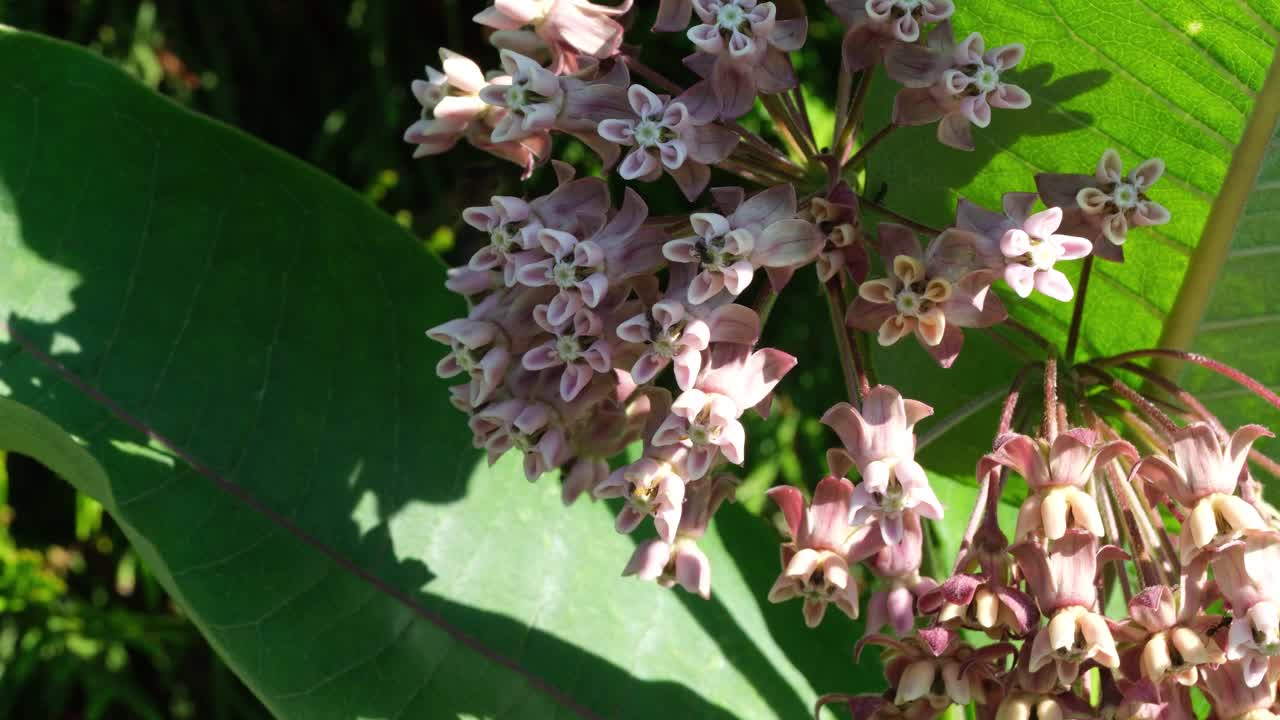 马利筋花在夏天盛开视频素材