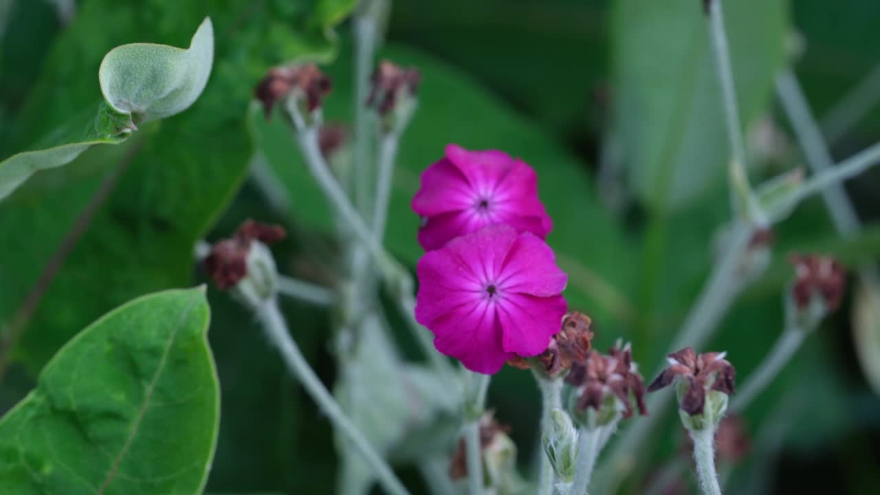 粉红色的花在花园里盛开视频素材