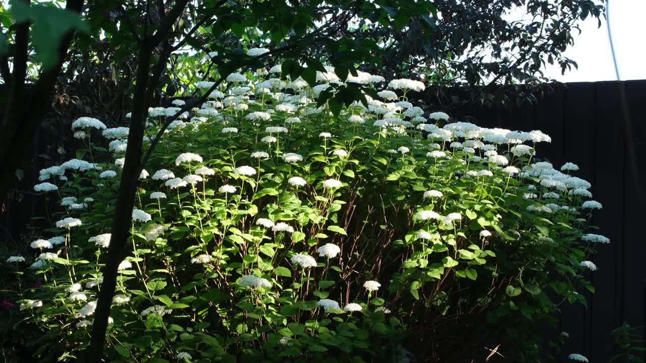 白色的花朵在后花园盛开视频素材