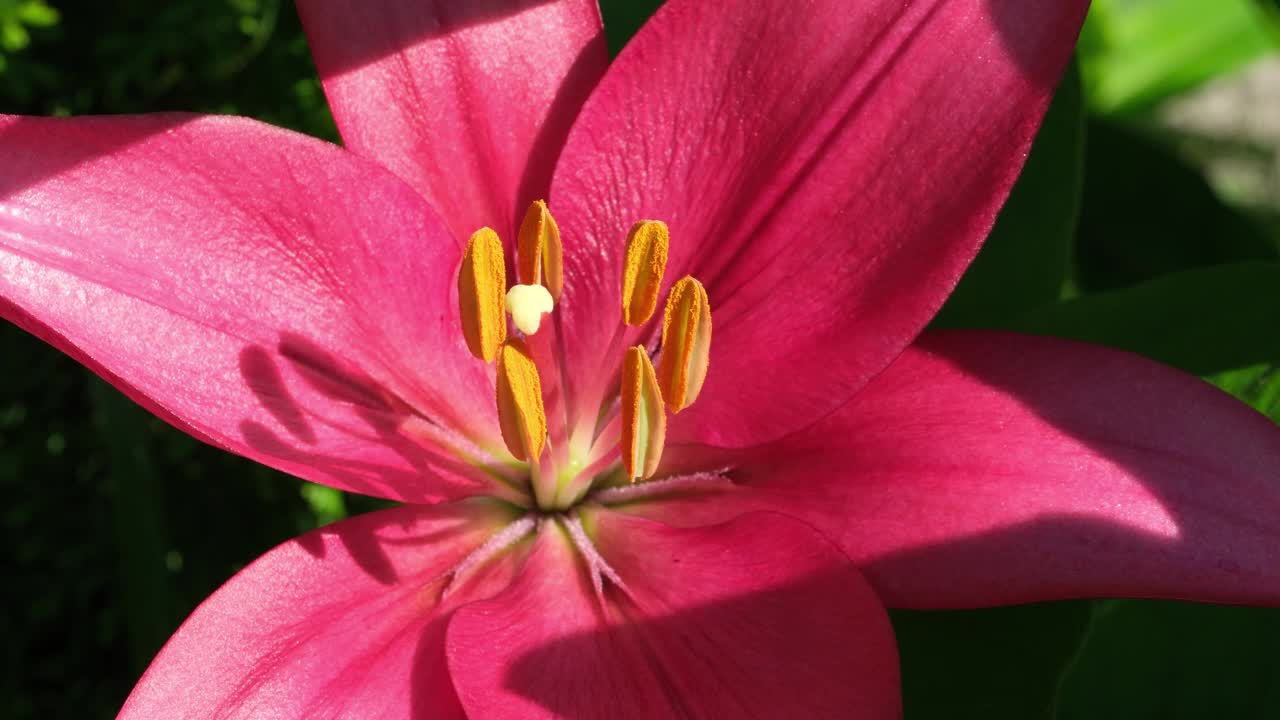 粉红色的百合花在夏天的特写视频素材