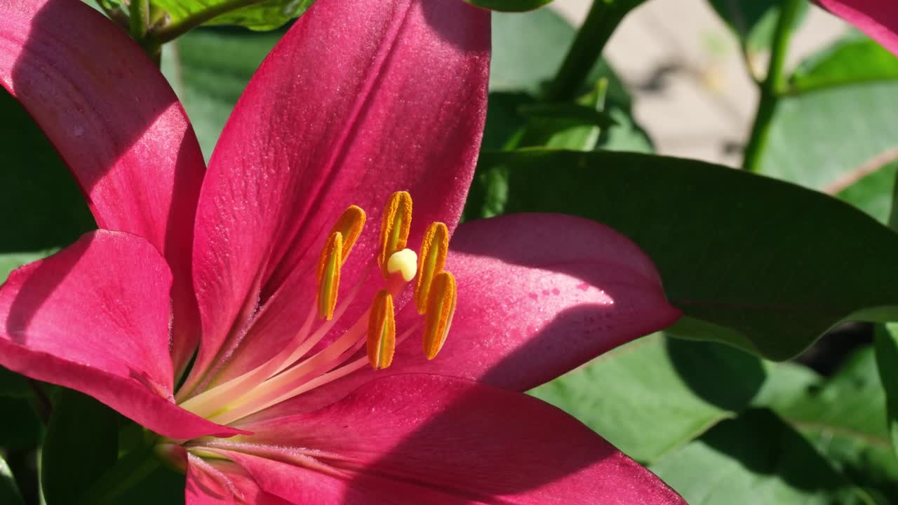 夏天花园里盛开的粉红色百合视频素材