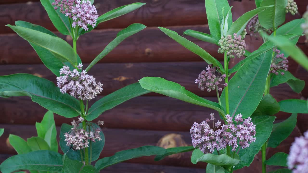 马利筋花在夏天盛开视频素材