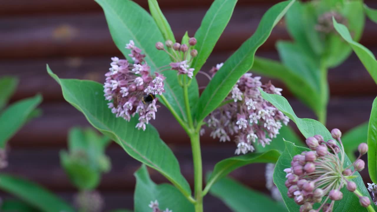 马利筋花和花园里的蜜蜂视频素材