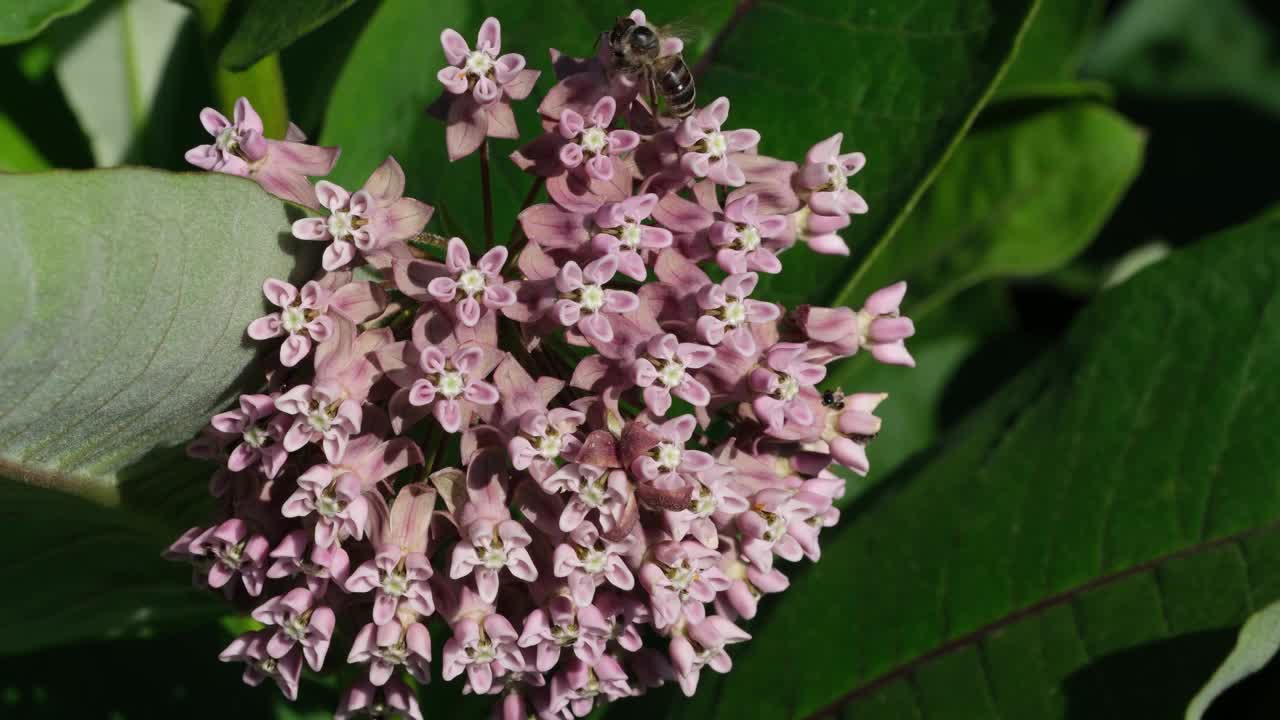 粉红色的马利筋花在夏天盛开视频素材