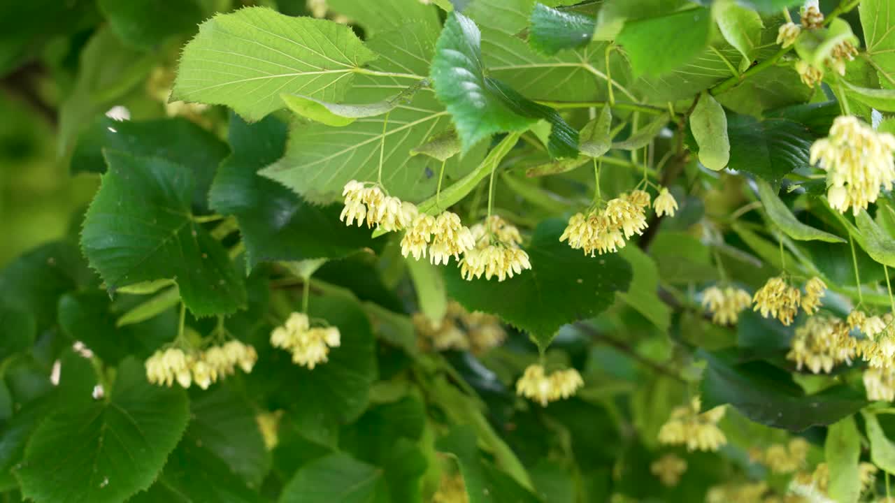 精致芳香的菩提树或椴树花。夏季植物枝头上的治疗草本花视频素材