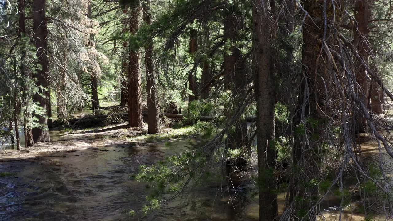 阳光透过浓密的森林，在一条流动的小溪下岩石溪，加利福尼亚视频素材