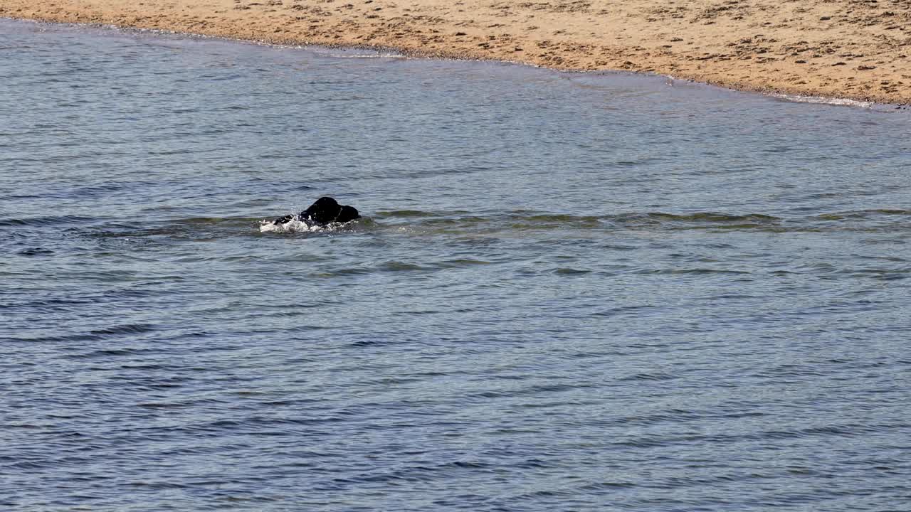 狗在布莱顿海滩游泳视频素材