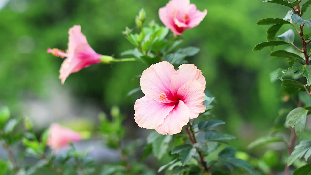 盛开的鲜花和绿色视频素材