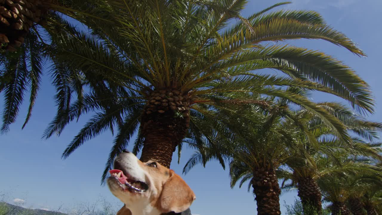 一只比格犬正愉快地走在阳光明媚的自然小径上，牵着皮带探索户外视频素材