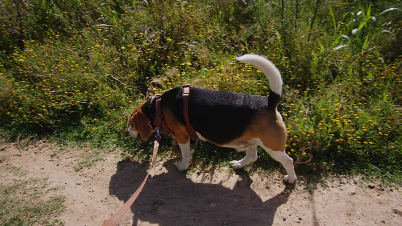 一只比格犬正愉快地走在阳光明媚的自然小径上，牵着皮带探索户外视频素材