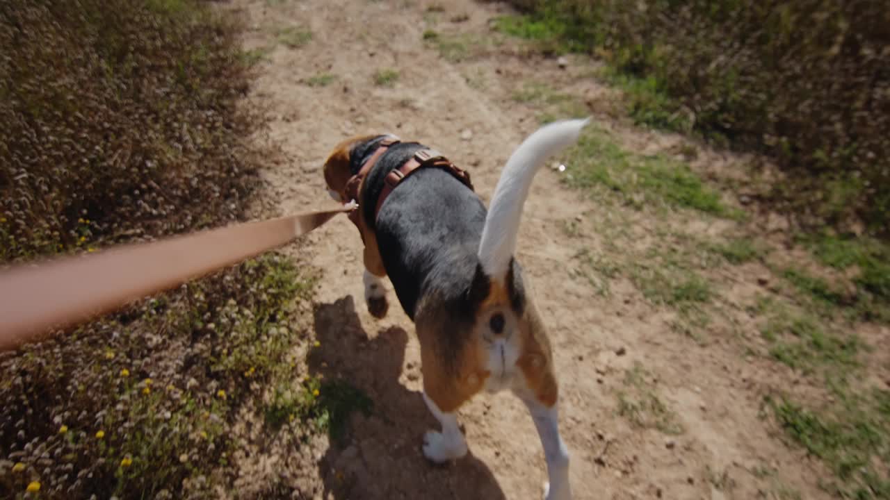 一只比格犬正愉快地走在阳光明媚的自然小径上，牵着皮带探索户外视频素材