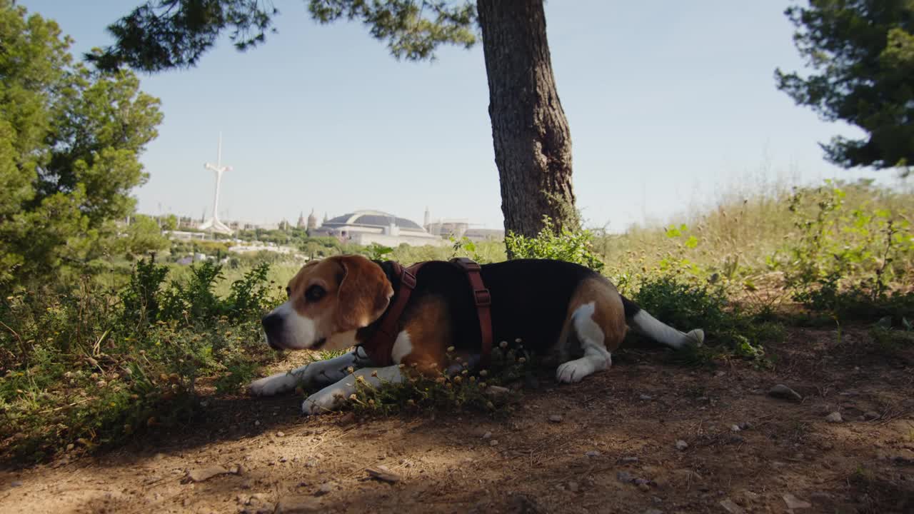 一只比格犬正愉快地走在阳光明媚的自然小径上，牵着皮带探索户外视频素材