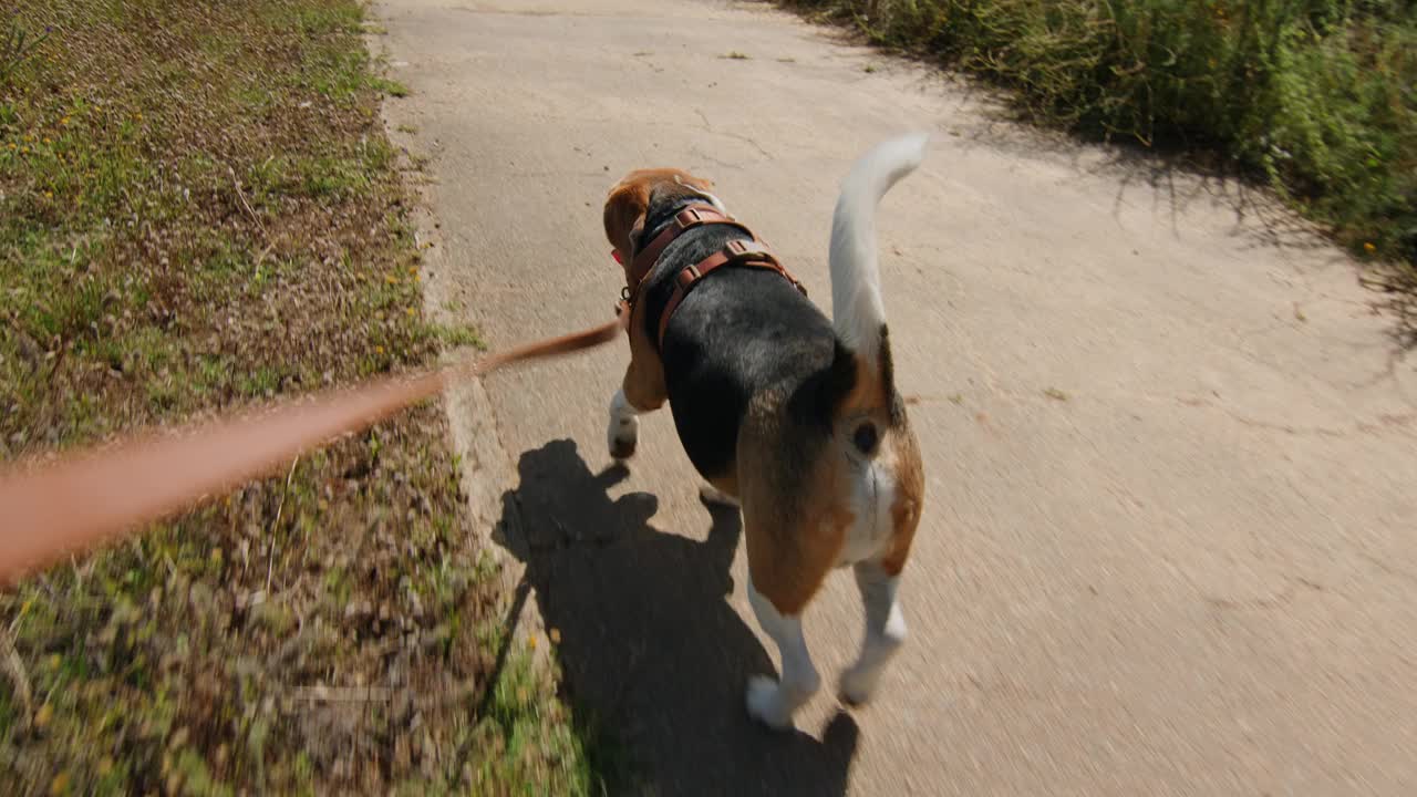 一只比格犬正愉快地走在阳光明媚的自然小径上，牵着皮带探索户外视频素材