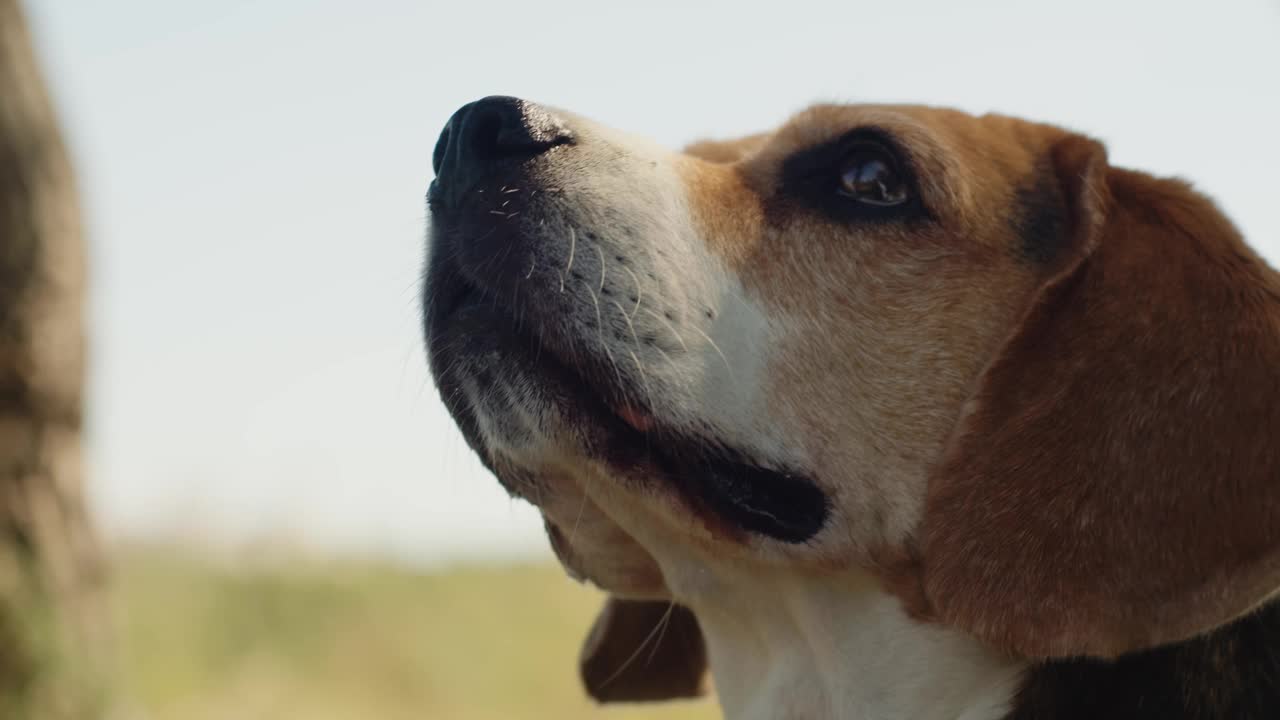 一只比格犬正愉快地走在阳光明媚的自然小径上，牵着皮带探索户外视频素材