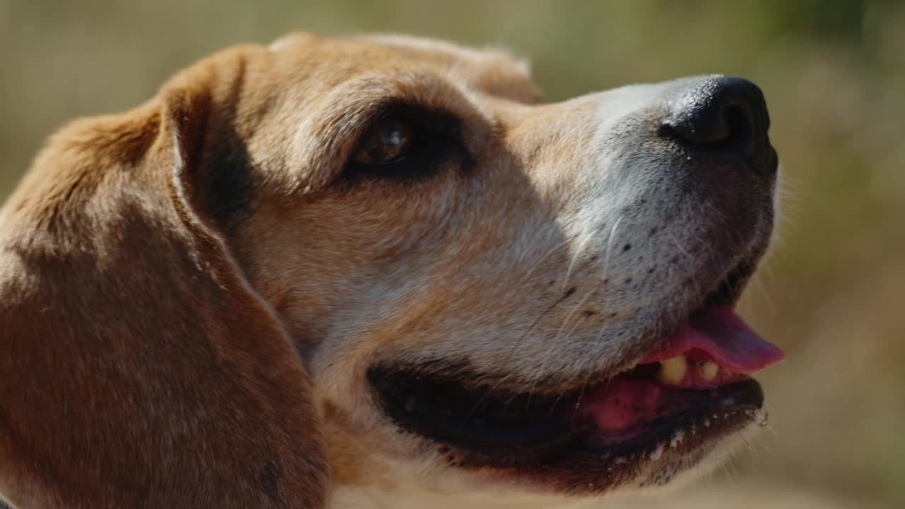 一只比格犬正愉快地走在阳光明媚的自然小径上，牵着皮带探索户外视频素材