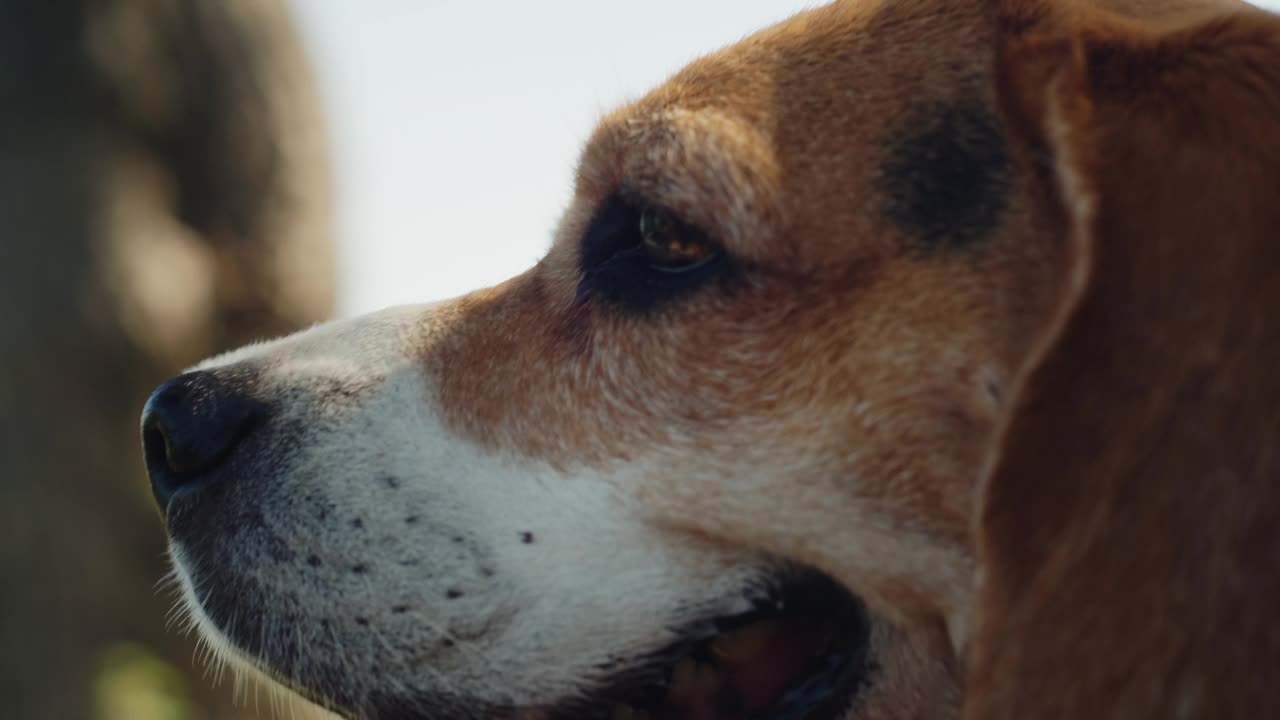 一只比格犬正愉快地走在阳光明媚的自然小径上，牵着皮带探索户外视频素材