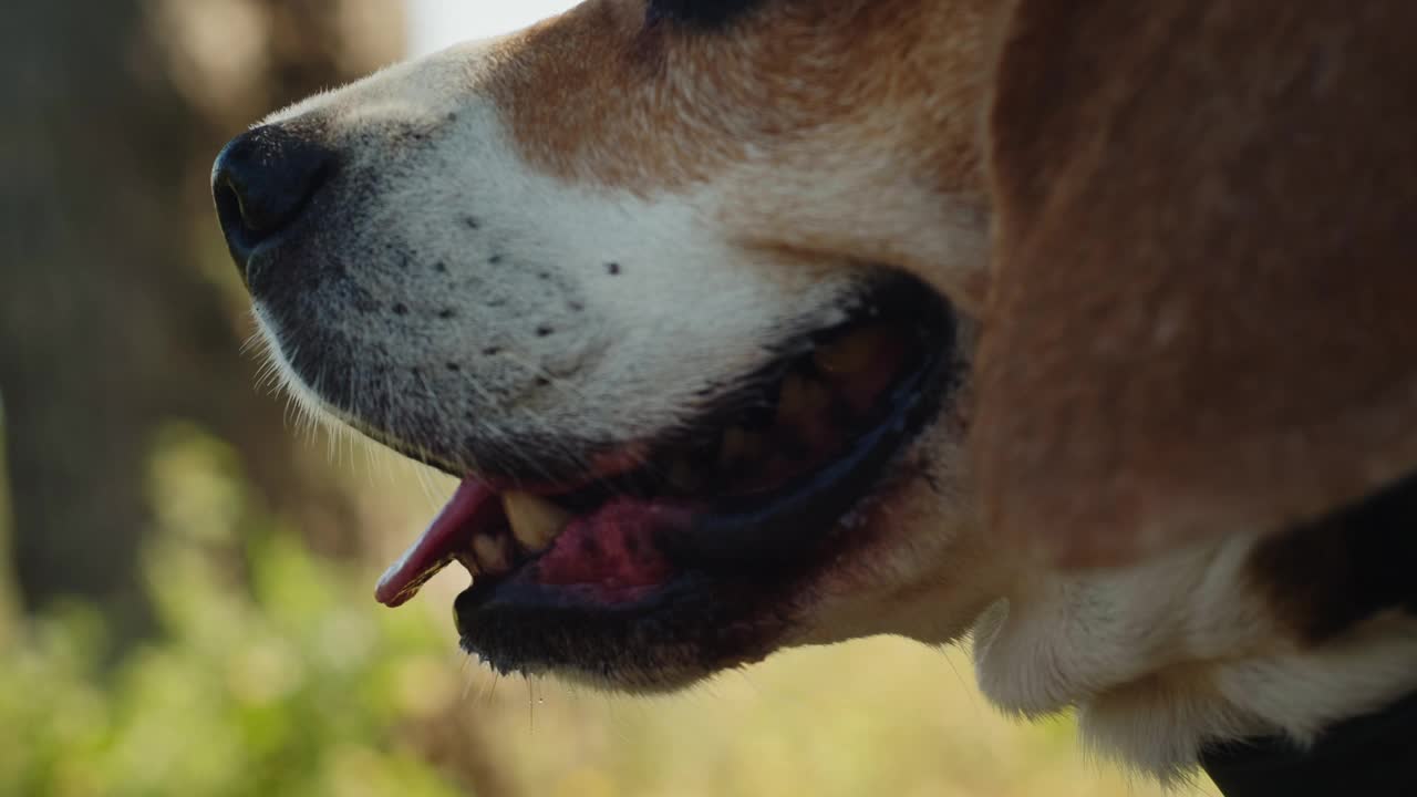 一只比格犬正愉快地走在阳光明媚的自然小径上，牵着皮带探索户外视频素材