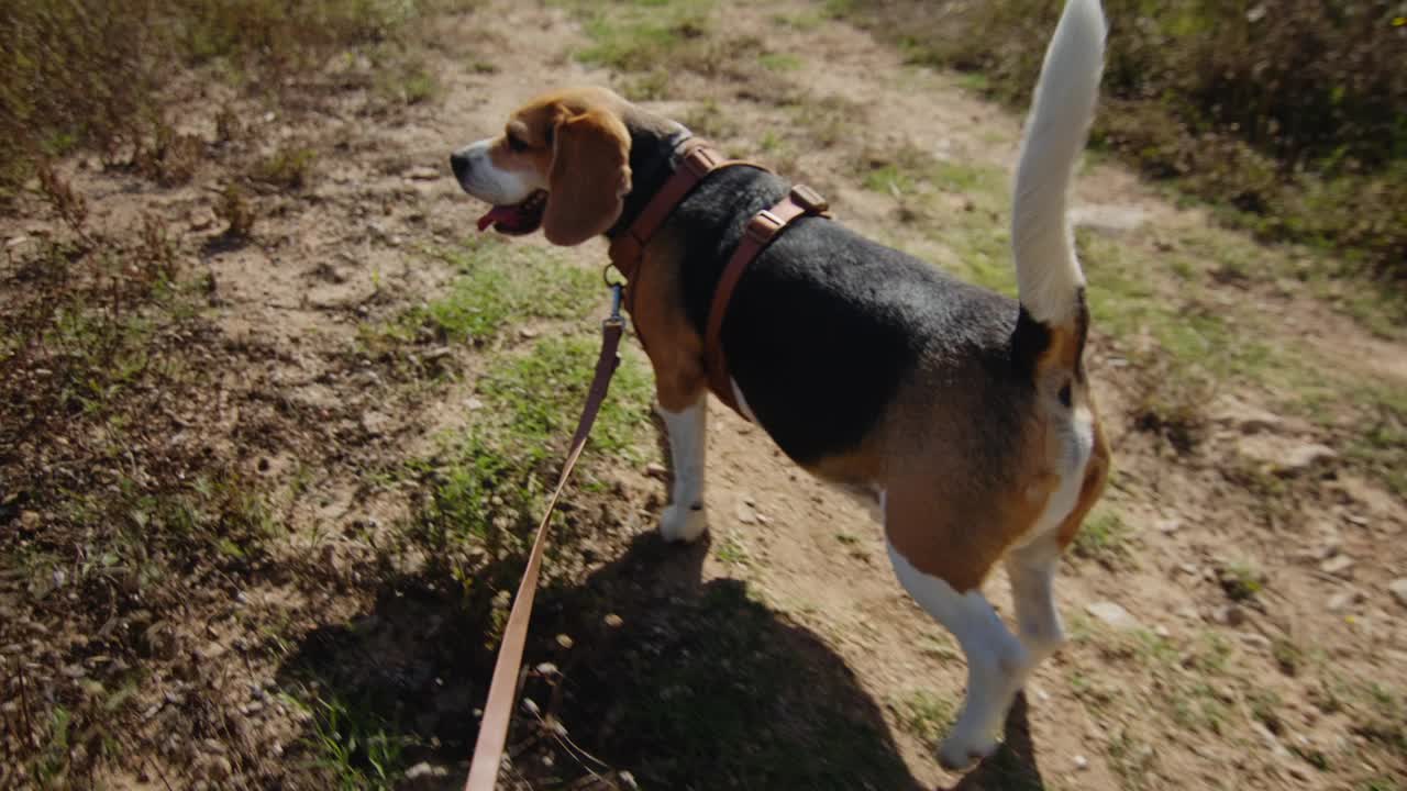 一只比格犬正愉快地走在阳光明媚的自然小径上，牵着皮带探索户外视频素材