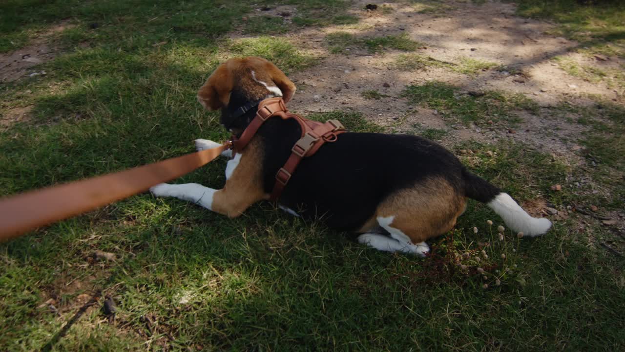 一只比格犬正愉快地走在阳光明媚的自然小径上，牵着皮带探索户外视频素材