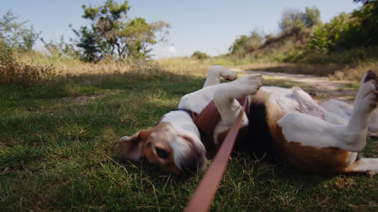 一只比格犬正愉快地走在阳光明媚的自然小径上，牵着皮带探索户外视频素材