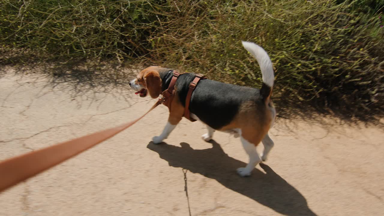 一只比格犬正愉快地走在阳光明媚的自然小径上，牵着皮带探索户外视频素材