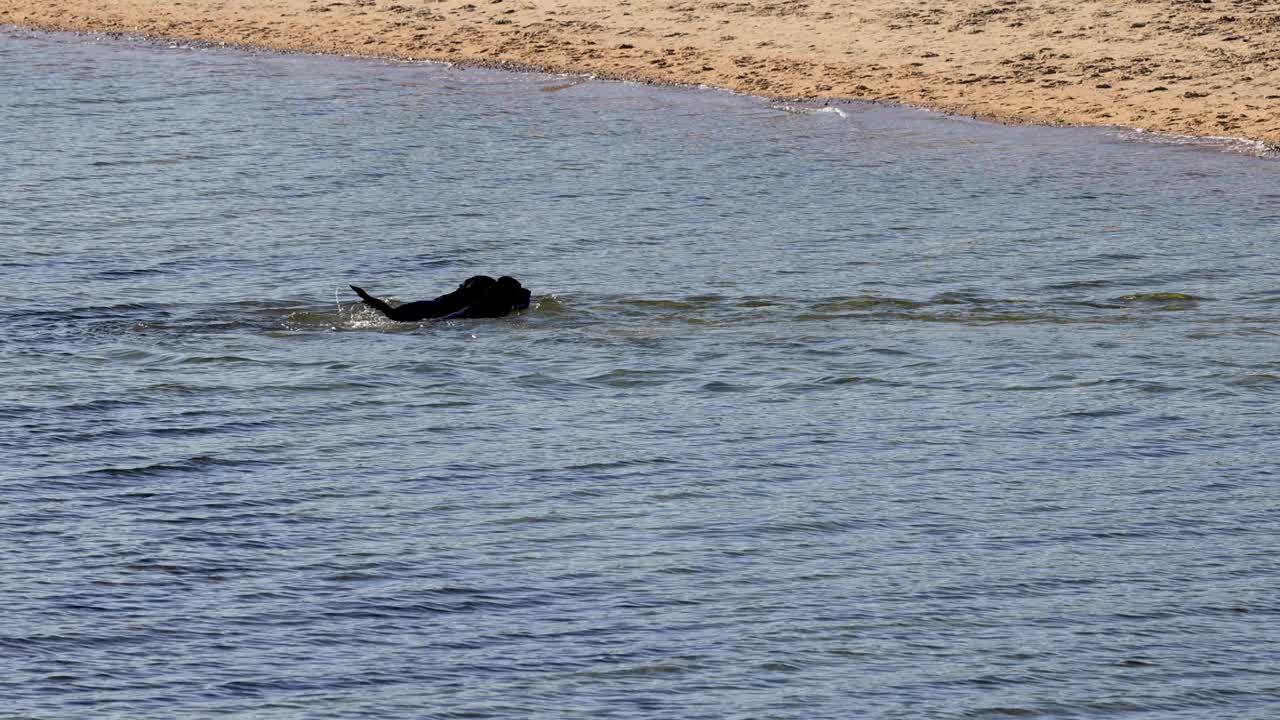 狗在布莱顿海滩游泳视频素材