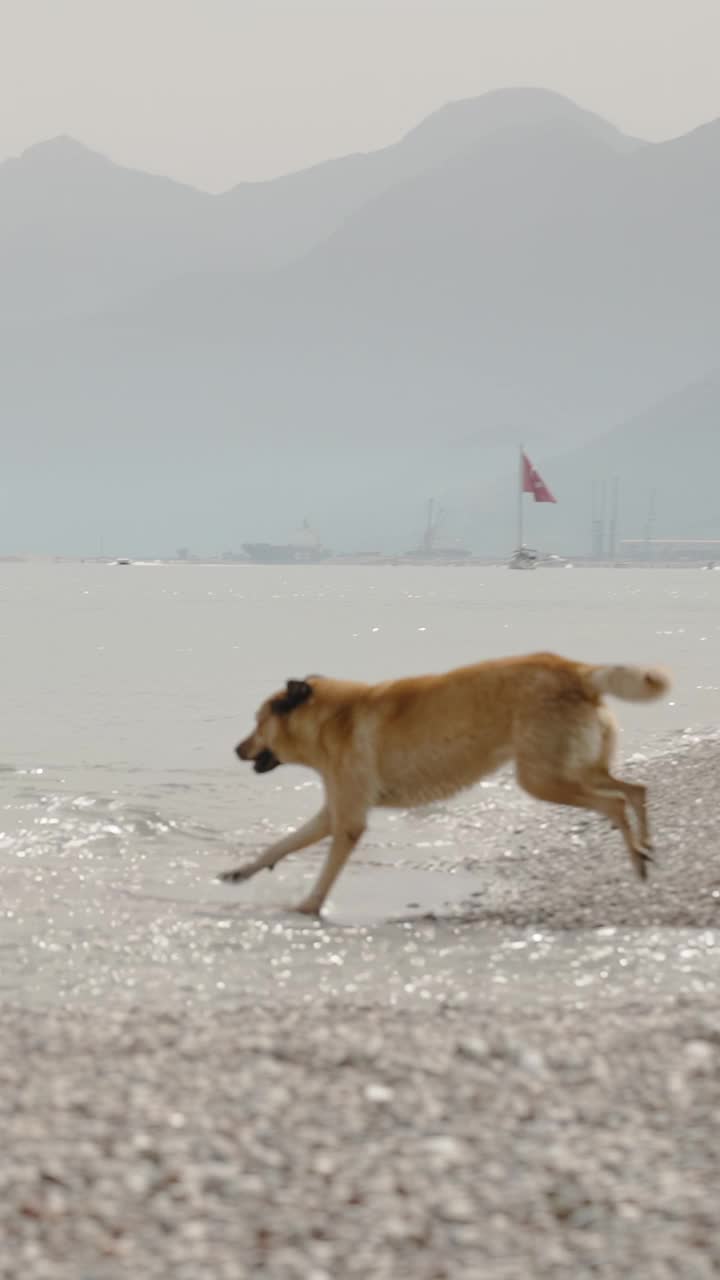 垂直视频。一只姜黄色的大流浪狗在浅浅的海水中嬉戏，沿着海岸奔跑。缓慢的运动。视频素材