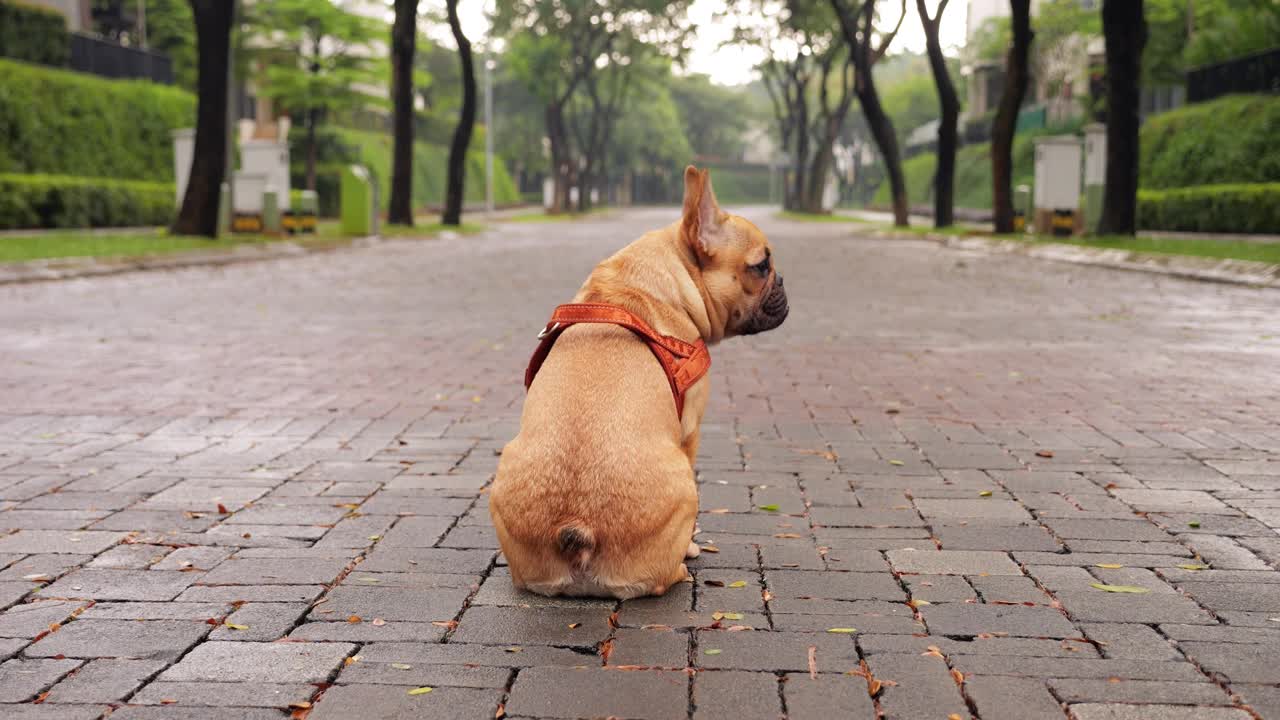 若有所思的小狗坐在空旷的路上，凝视着远方视频素材