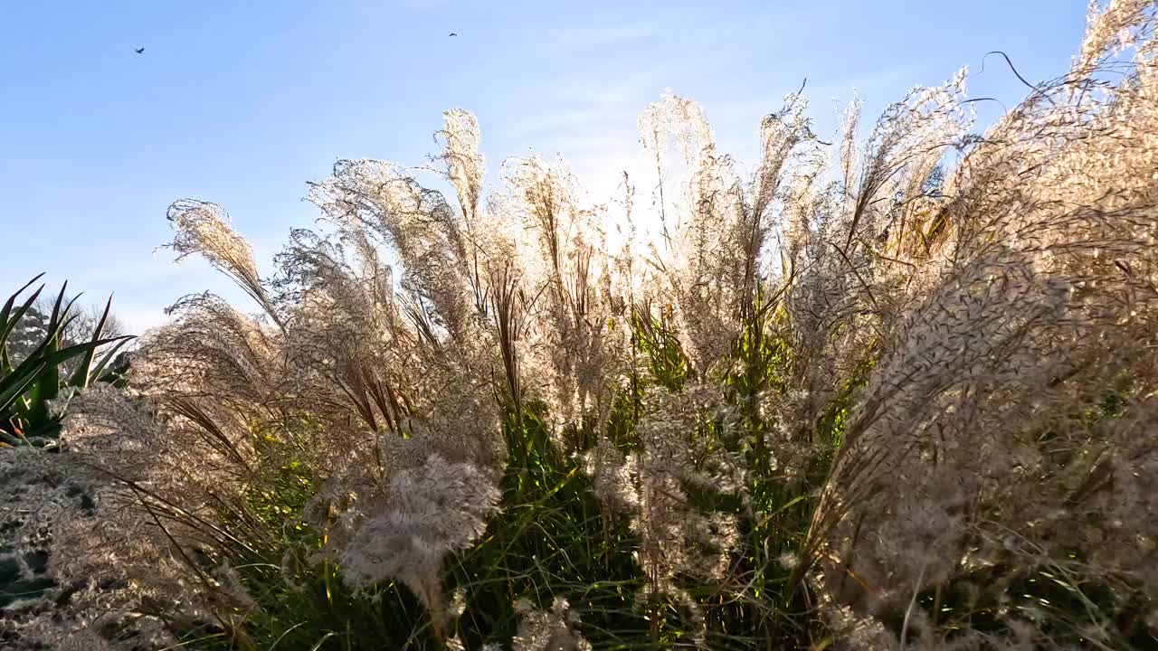 潘帕斯草原在阳光下摇曳视频素材