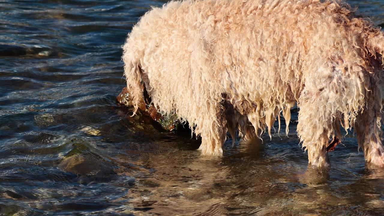 狗在海滩玩捡东西游戏视频素材