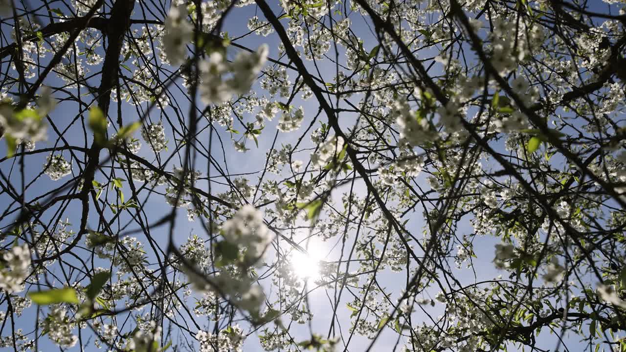 果园里的樱桃树上开着白色的花视频素材