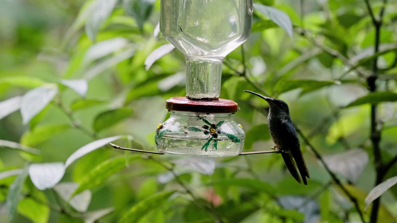 动物主题:蜂鸟喂食器喂食，绿色背景。视频下载