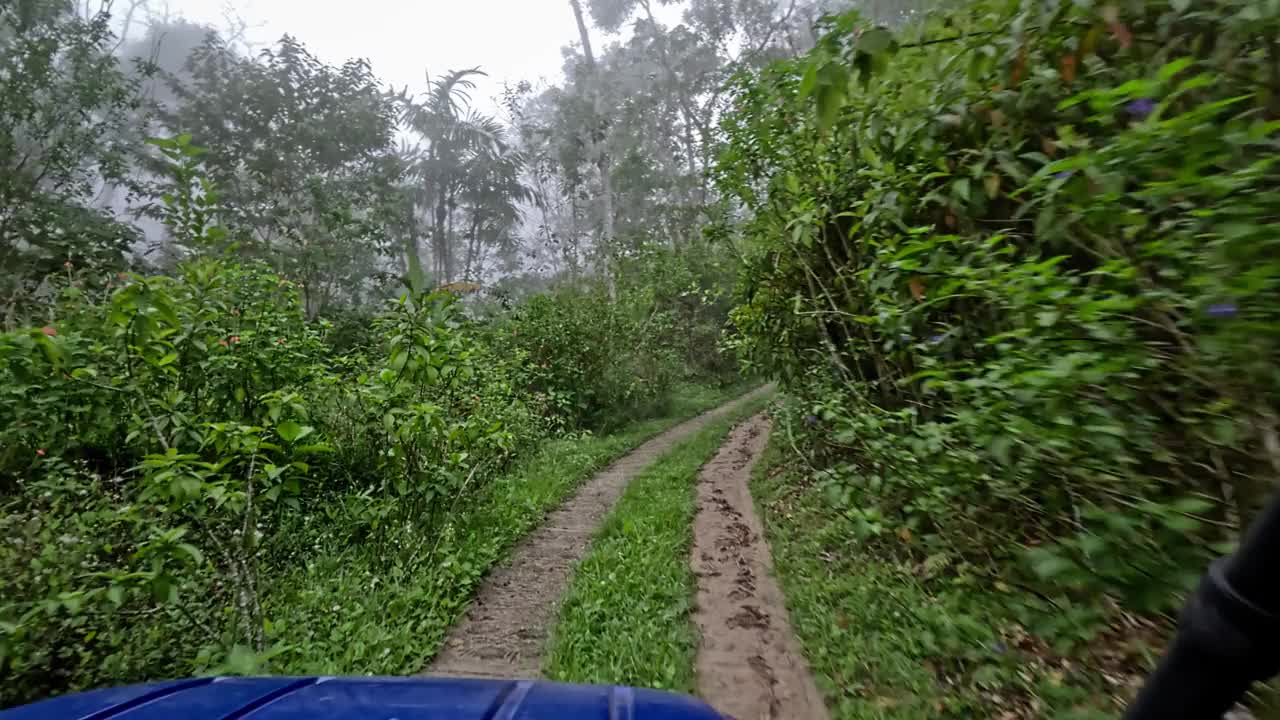 POV驾车穿过雨林视频下载