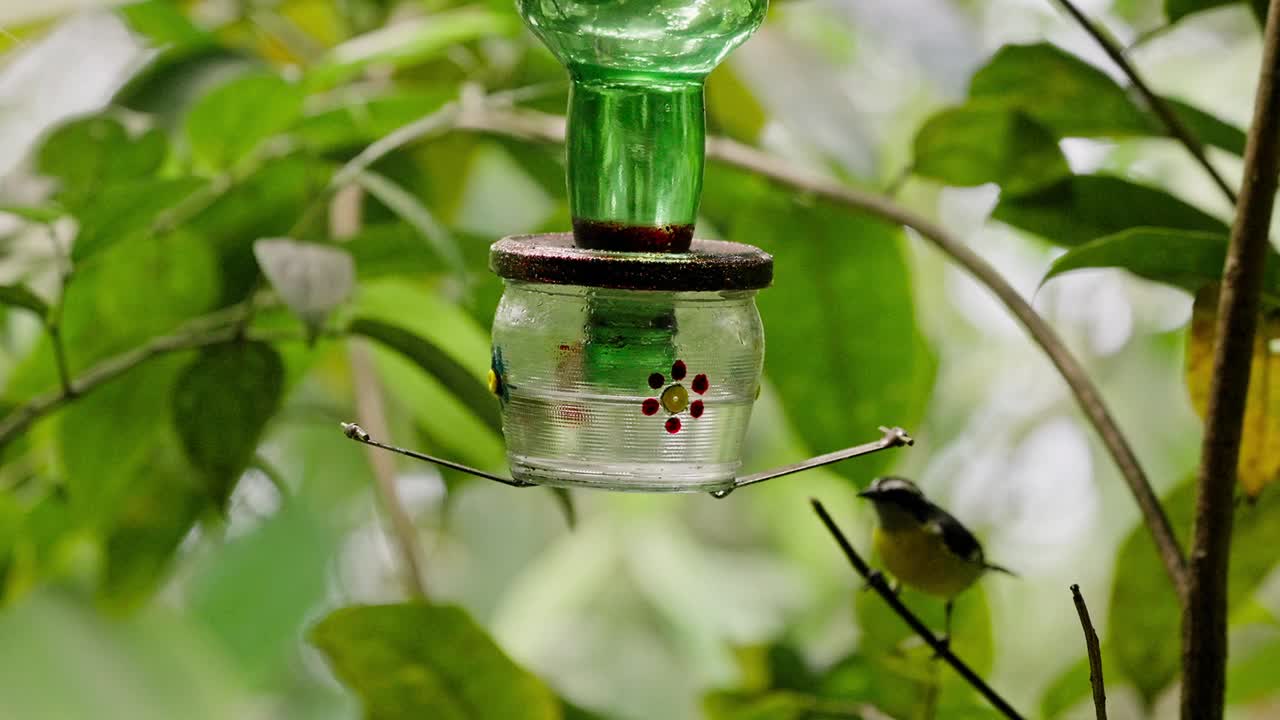 动物主题:蜂鸟喂食器喂食，绿色背景。视频下载