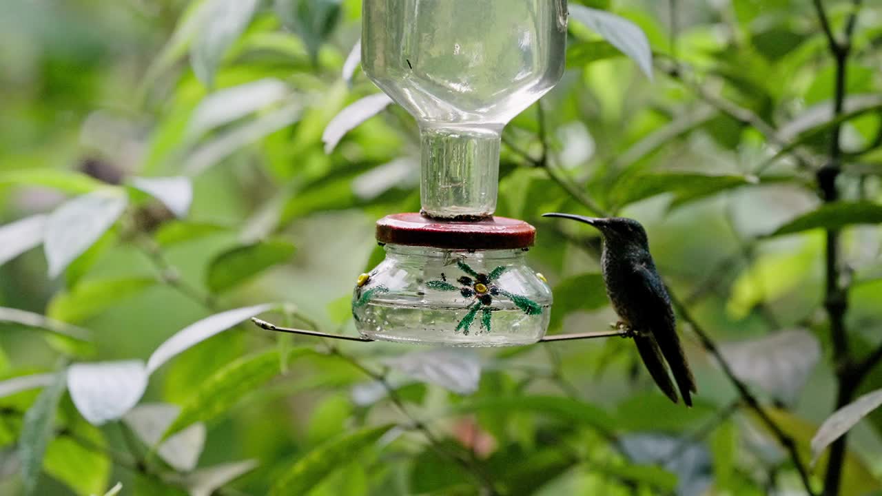 动物主题:蜂鸟喂食器喂食，绿色背景。视频素材