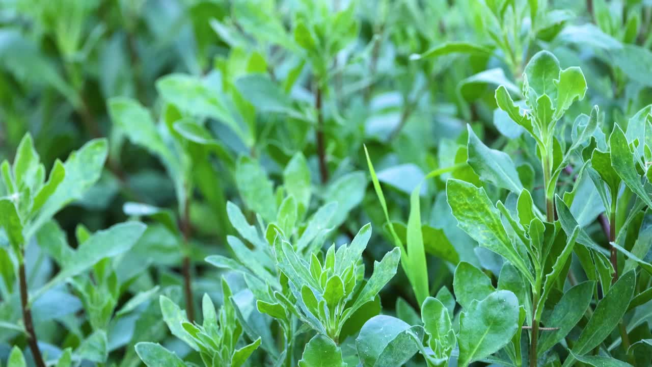 墨尔本动物园里郁郁葱葱的绿色植物视频素材