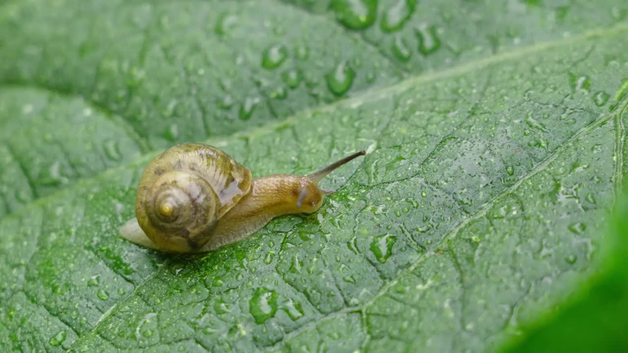 一只蜗牛正爬在雨后有水滴的绿叶上视频素材