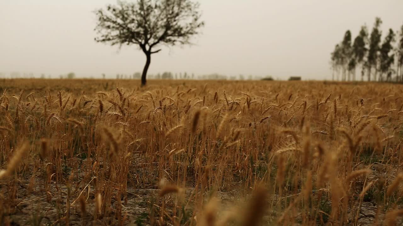 大自然中的小麦在室外随风摇摆视频素材