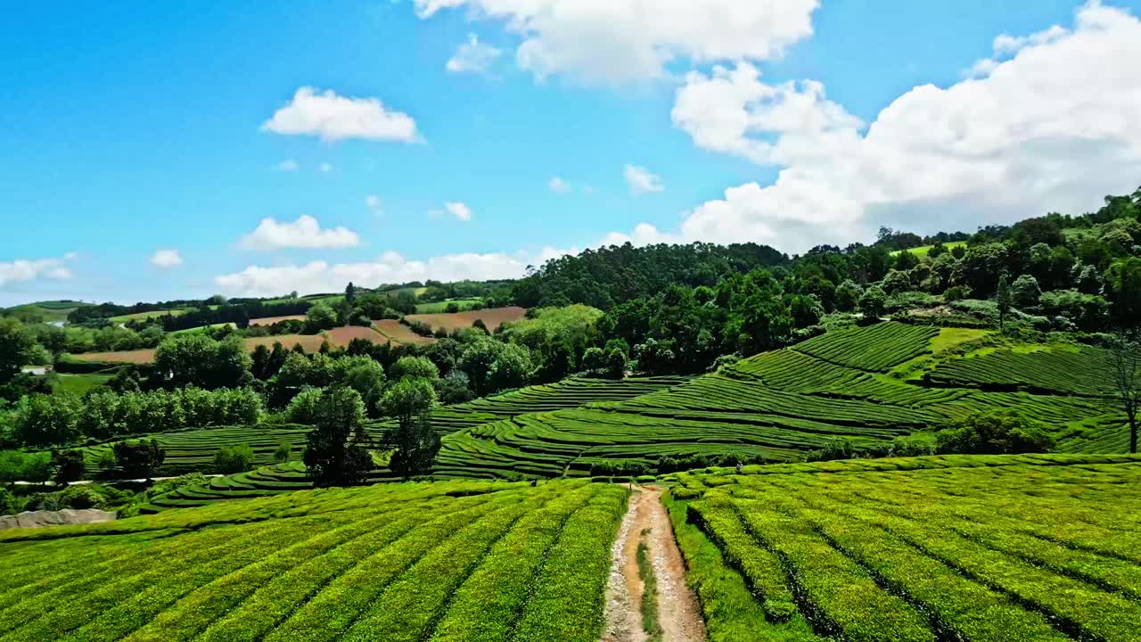 从空中俯瞰郁郁葱葱的茶园梯田，ch<s:1> Gorreana，欧洲最古老的茶园，亚速尔群岛视频素材