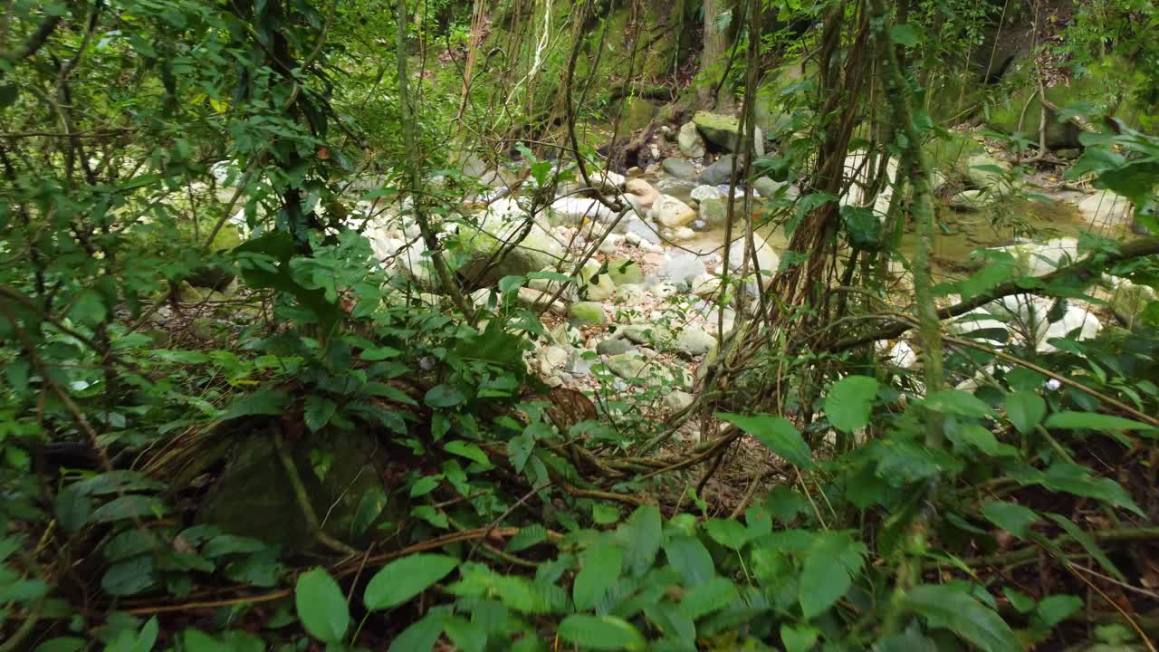 郁郁葱葱的森林与岩石溪流，飞越藤本植物视频素材