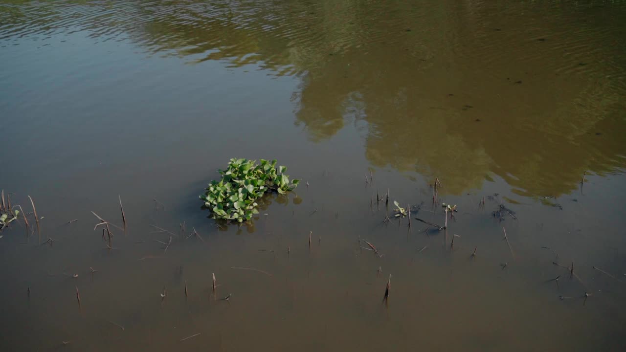 一小片植被在平静浑浊的水中，有树木的倒影。视频素材