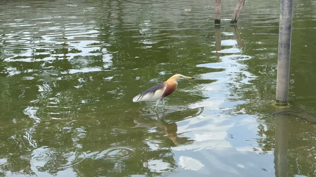 爪哇苍鹭在涉水觅食。视频下载