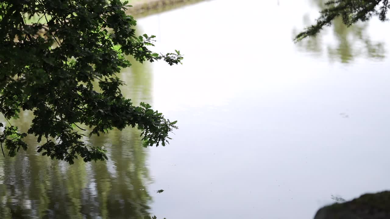 宁静的池塘，悬垂着树枝，倒影在水面上。视频素材