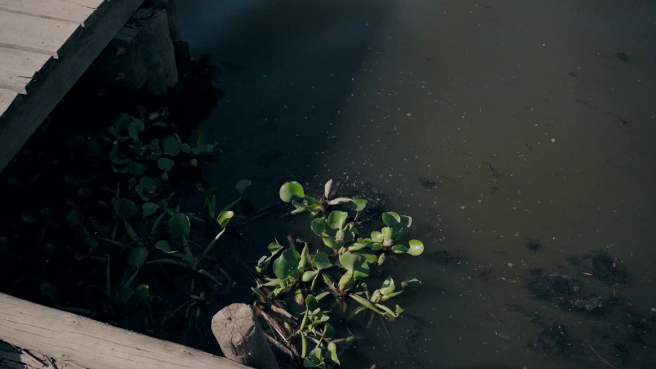 在黑暗浑浊的水中生长在木结构附近的水生植物。视频素材