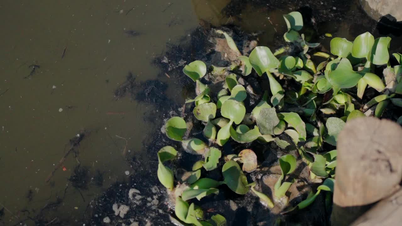 近岸泥水中的绿色水生植物特写。视频素材