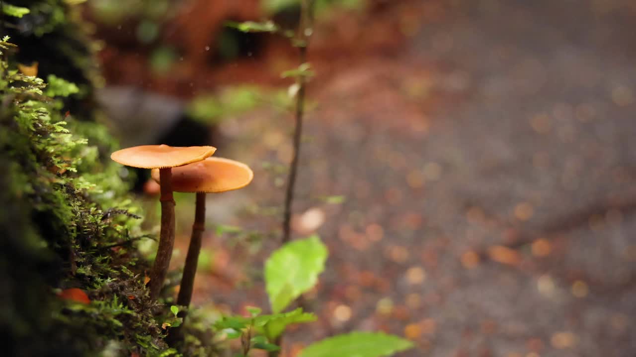 热带雨林小径上的蘑菇视频素材