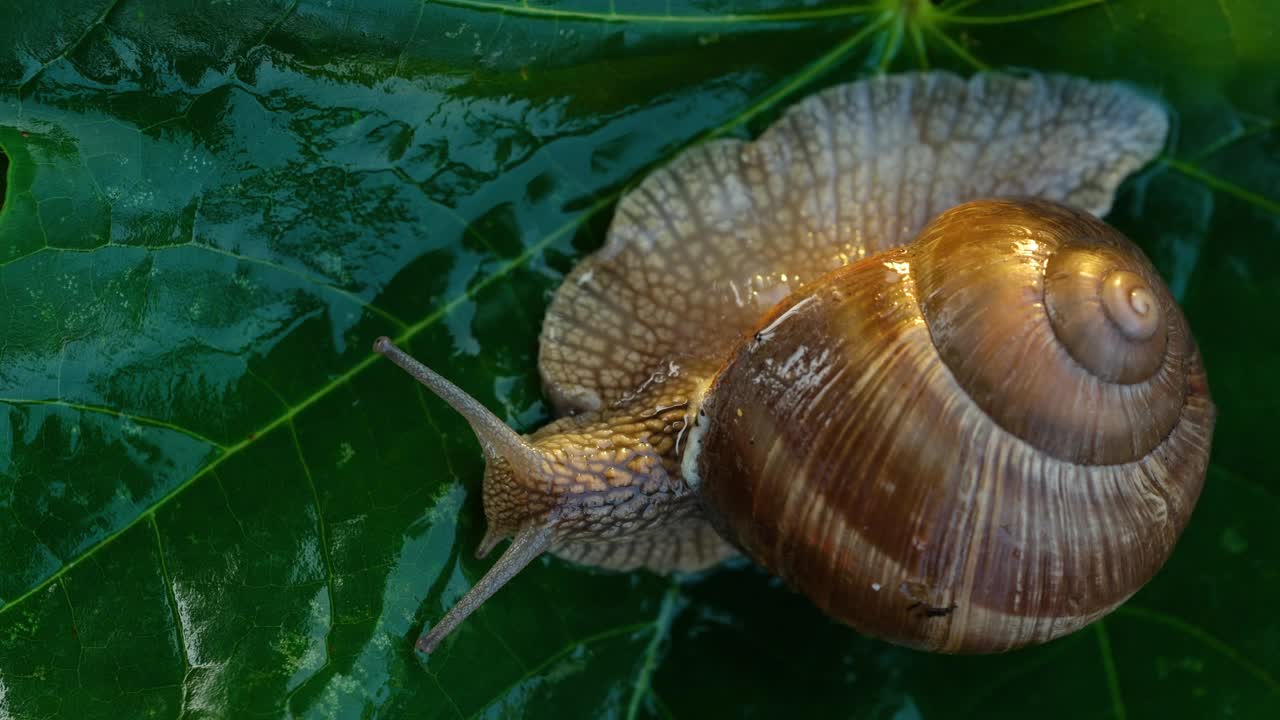 绿叶上的蜗牛特写视频素材