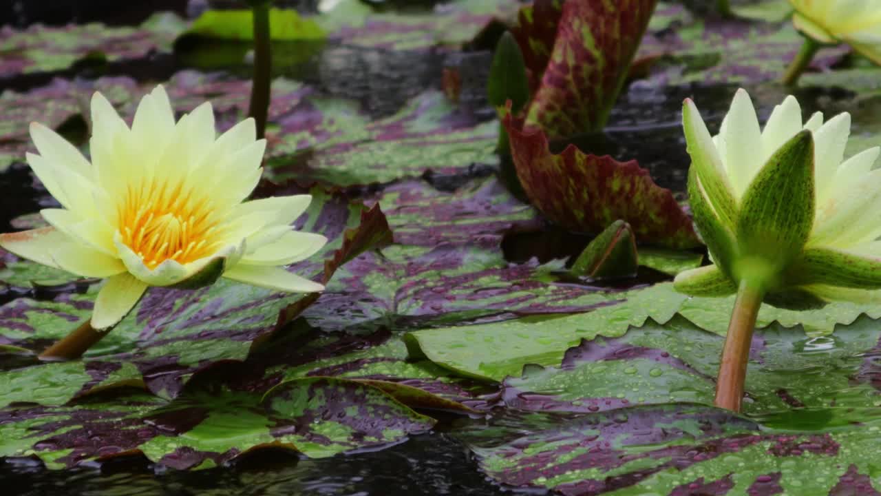 雨滴落在黄色的莲花上。雨滴落在水面上产生气泡。视频素材