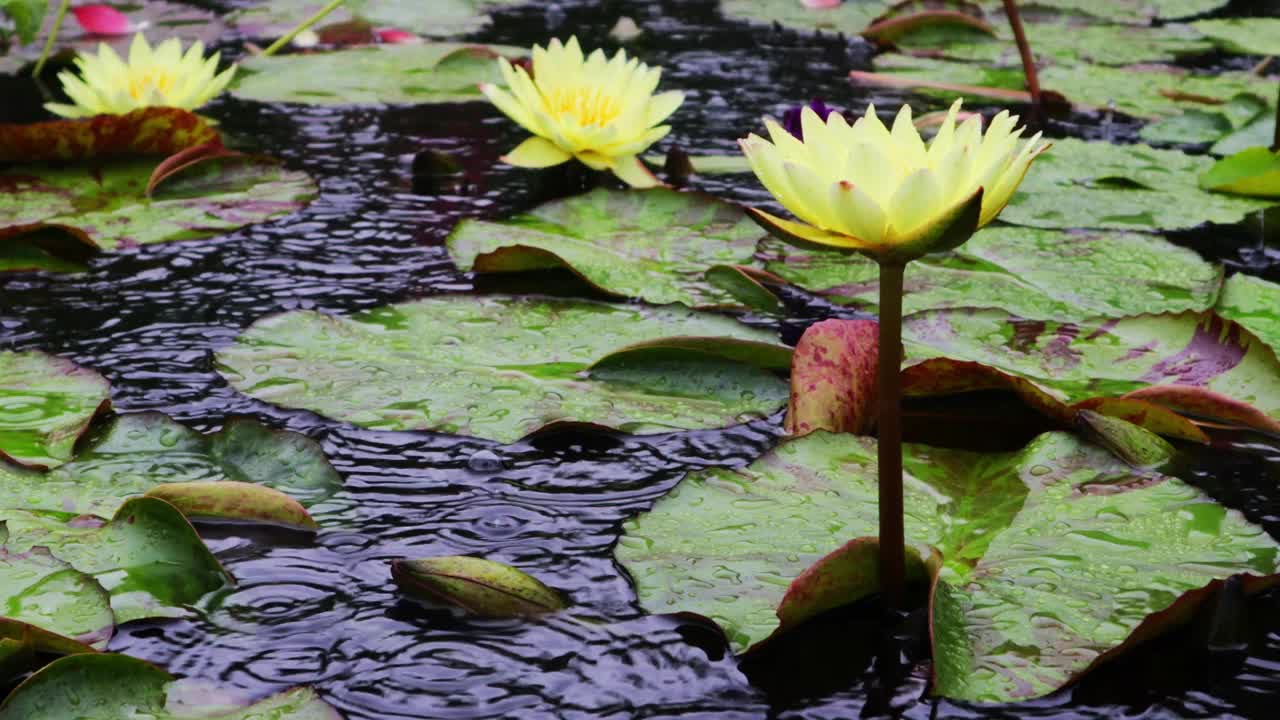 雨滴落在黄色的莲花上。雨滴落在水面上产生气泡。视频素材