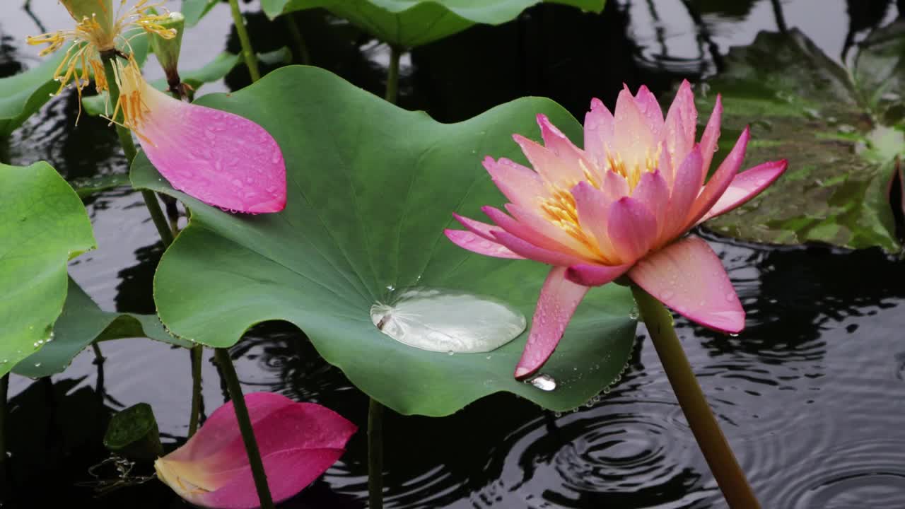 雨滴落在盛开的紫色莲花上。视频素材